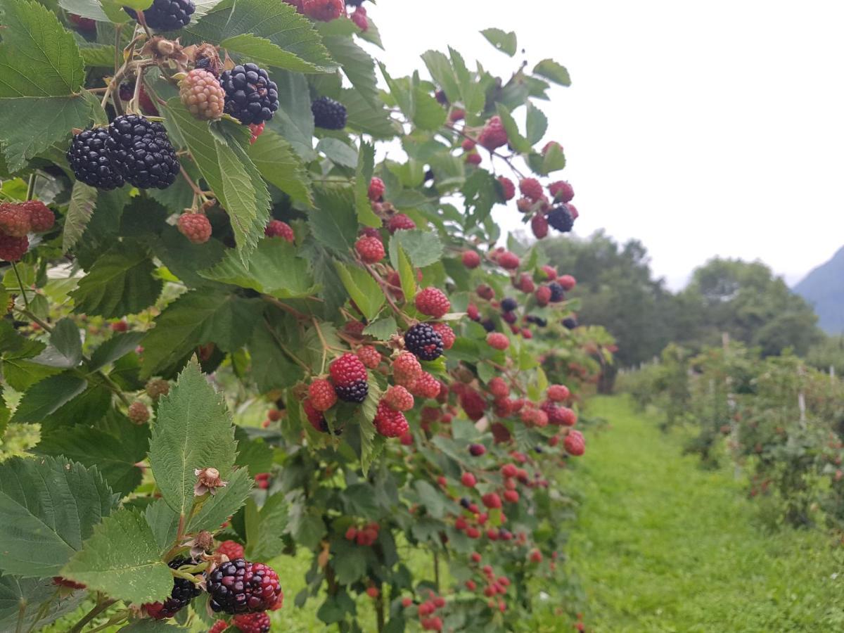 Agriturismo La Giasena Ponte nell'Alpi Luaran gambar