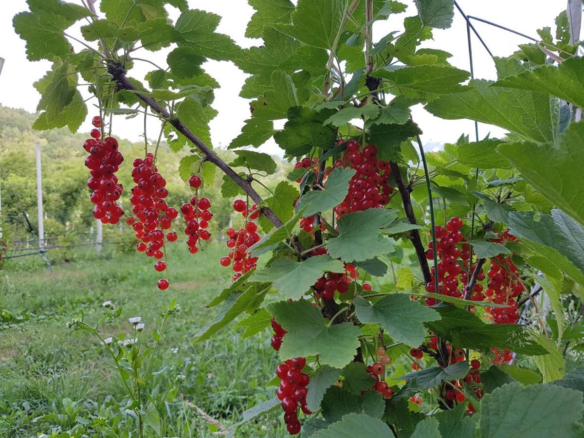 Agriturismo La Giasena Ponte nell'Alpi Luaran gambar